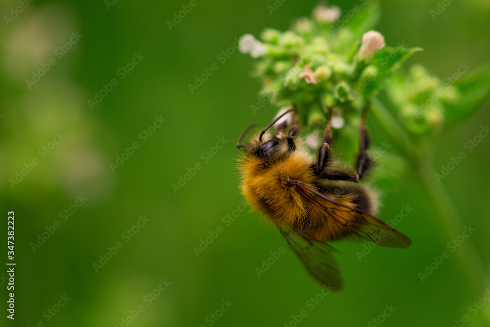 Pollinating process. Bumblebee on melissa flowers, macro shot. Pollinating process. Bumblebee on melissa flowers, macro shot.