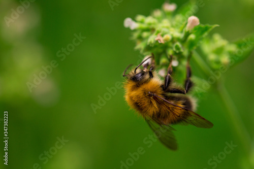 Pollinating process. Bumblebee on melissa flowers, macro shot.