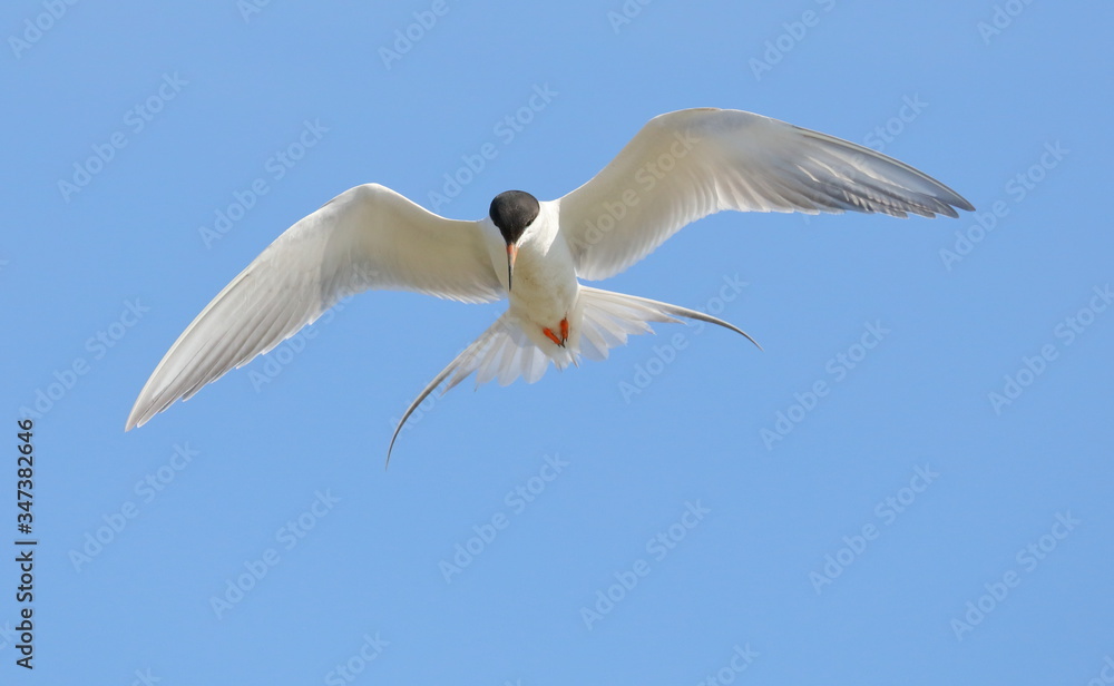 Fototapeta premium Tern in flight