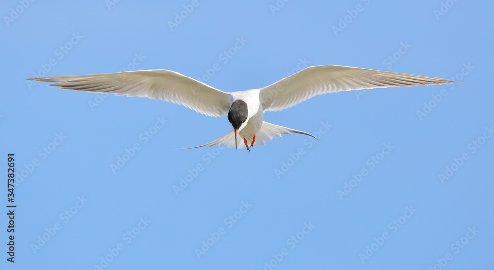 Obraz premium Tern in flight