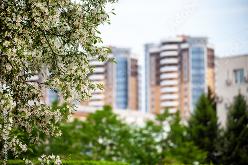 Blooming apple tree against skyscrapers. © Ivan Krivenko
