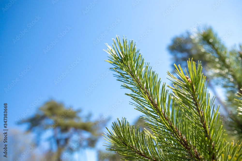 Pine branch against the blue sky.tree branches during sunny spring day. Blue skies with soft focused, blurred green tree branches in background Pine branch against the blue sky.tree branches during sunny spring day. Blue skies with soft focused, blurred green tree branches in background