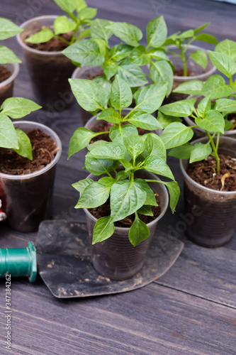 Green pepper seedlings and garden tools