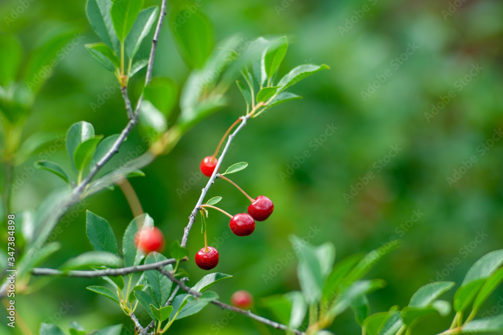 A branch of felt cherry with ripe berries in sunny weather