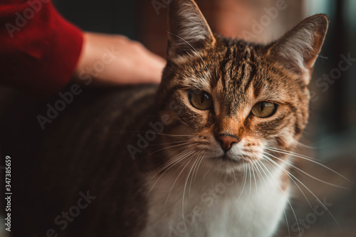 close up portrait of a cat