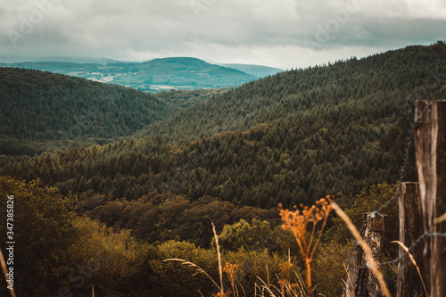 pine forests over the hills
