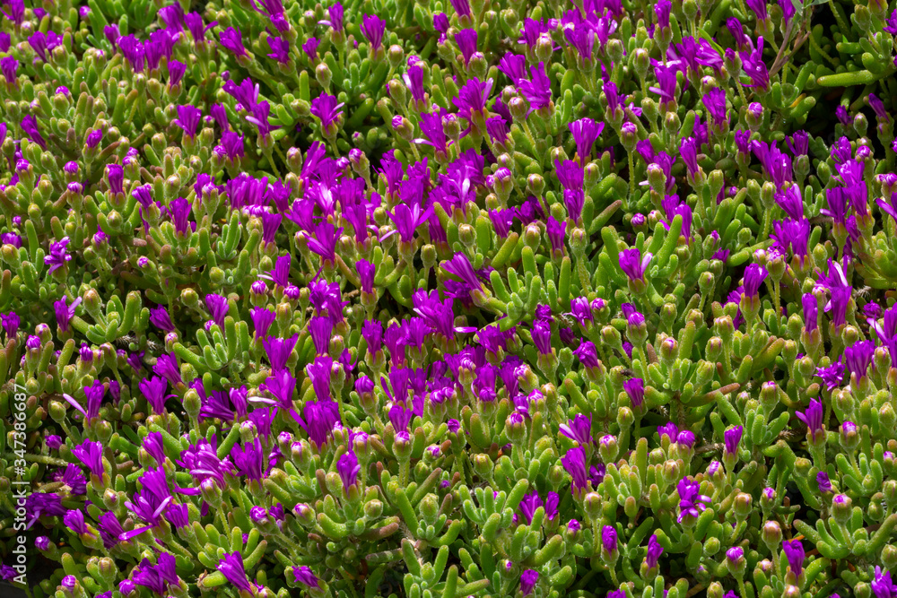 Buds of flowers Buds of flowers