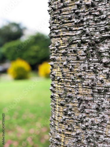 Tree bark texture closeup on a blurred background