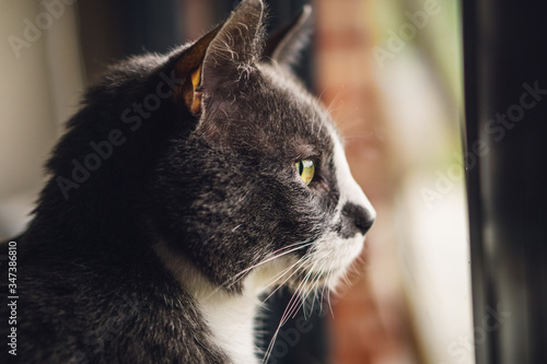 grey and white cat looking out the window