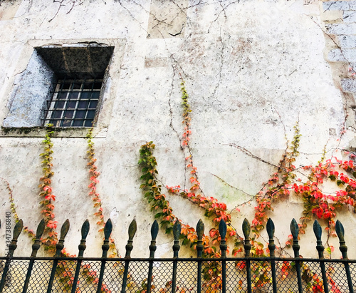 Old residence side window with plants and a fence