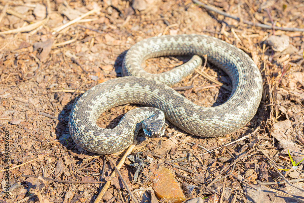 Grey viper or adder venomous snake in attacking or defencive pose rolled in knit on brown spring soil or ground pathway among old leaves, grass and branches Grey viper or adder venomous snake in attacking or defencive pose rolled in knit on brown spring soil or ground pathway among old leaves, grass and branches