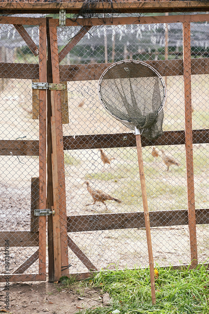 Skip or hoop-net for catching poultry at the bird breeding farm. Several  female pheasants running on background. Stock Photo