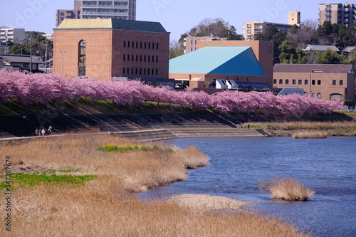 河川の桜