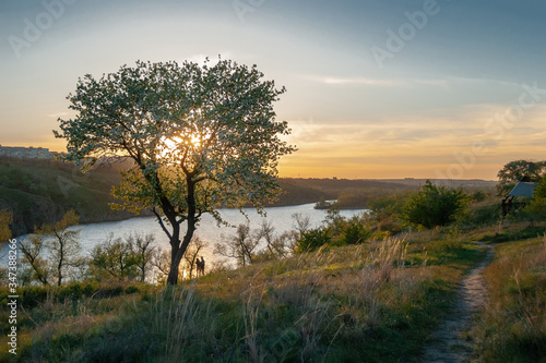 Tree on the shore at sunset