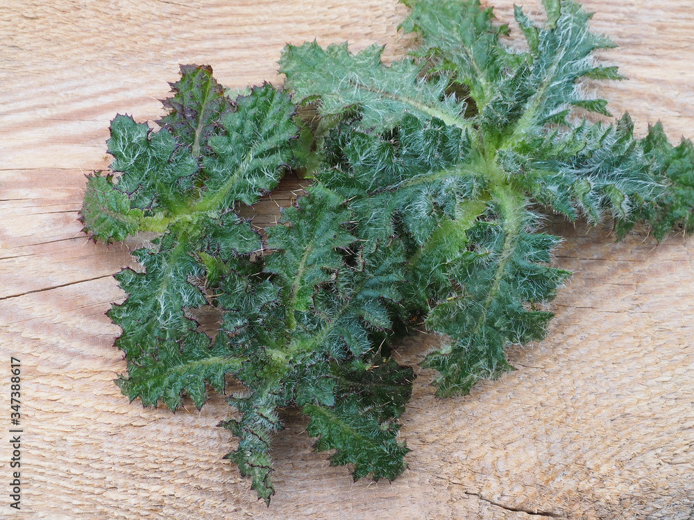 Fresh young leaves of onopordum acanthium with spines on a wooden board, closeup, top view. A bright picture of the medicinal plant burdock for use in alternative therapy. Fresh young leaves of onopordum acanthium with spines on a wooden board, closeup, top view. A bright picture of the medicinal plant burdock for use in alternative therapy.