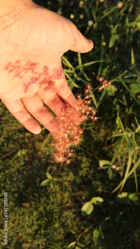 hand holding a grass © Tarupala