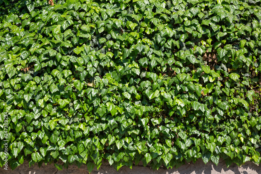 Green leaves wall background Green leaves wall background