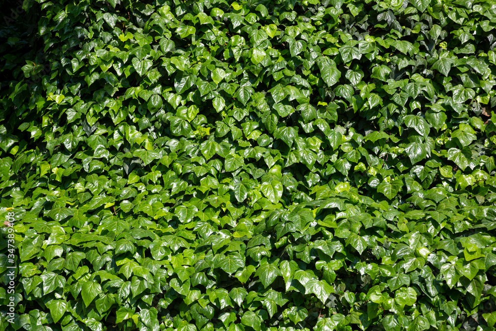 Green leaves wall background Green leaves wall background