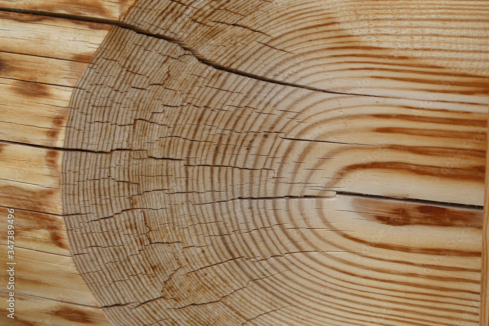 Naklejka premium Annual rings and cracks on a tree cut