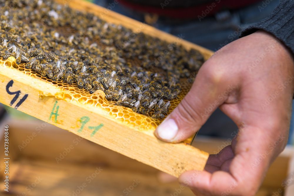 A farmer on a bee apiary holds frames with wax honeycombs. Planned preparation for the collection of honey. A farmer on a bee apiary holds frames with wax honeycombs. Planned preparation for the collection of honey.