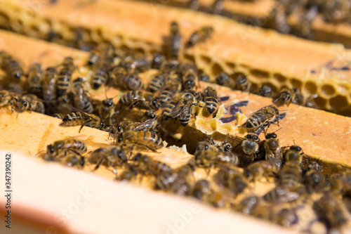 Closeup of a frame with a wax honeycomb of honey with bees on them. Apiary workflow.