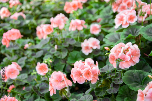 Pink geranium flowers in a summer garden.