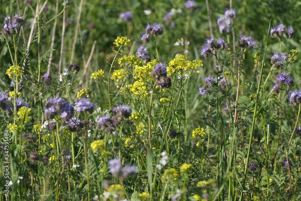 Obraz premium Frühlingsblumen