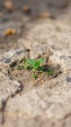 Detail shot of a resilient plant sprout growing between concrete