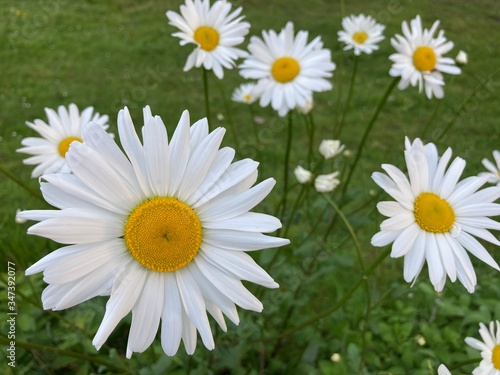 daisies in the grass