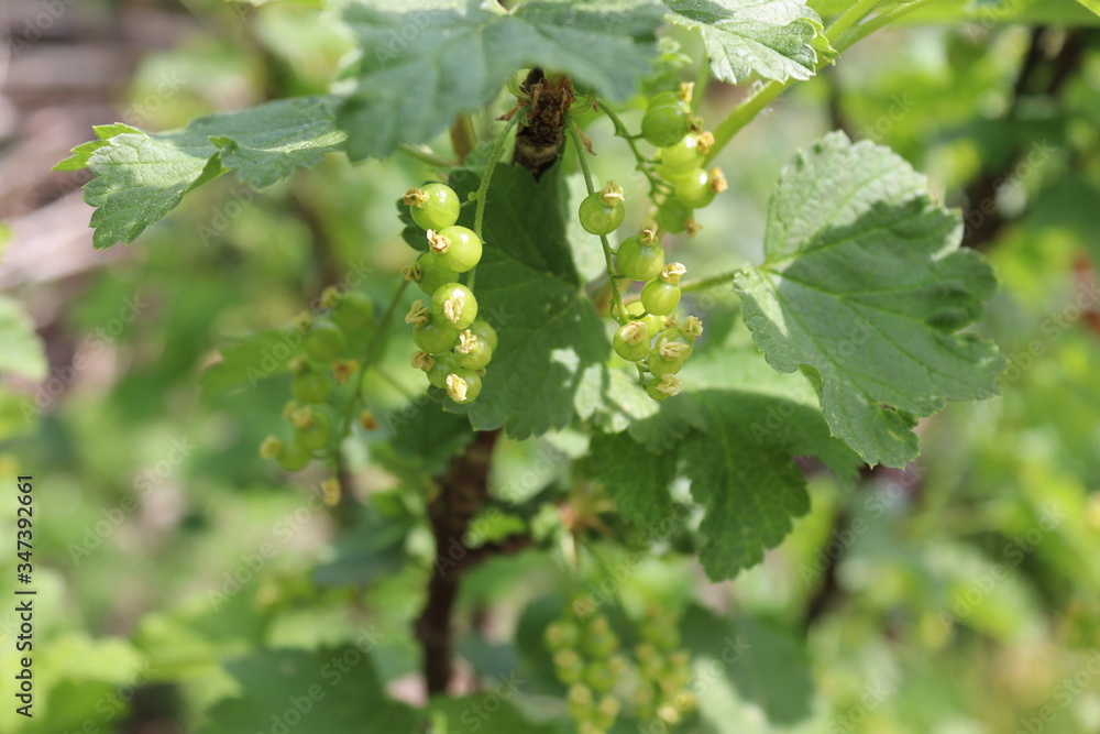 Johannisbeere Johannisbeere