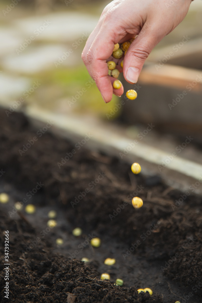Farmer´s hand planting seed of peas into soil close-up