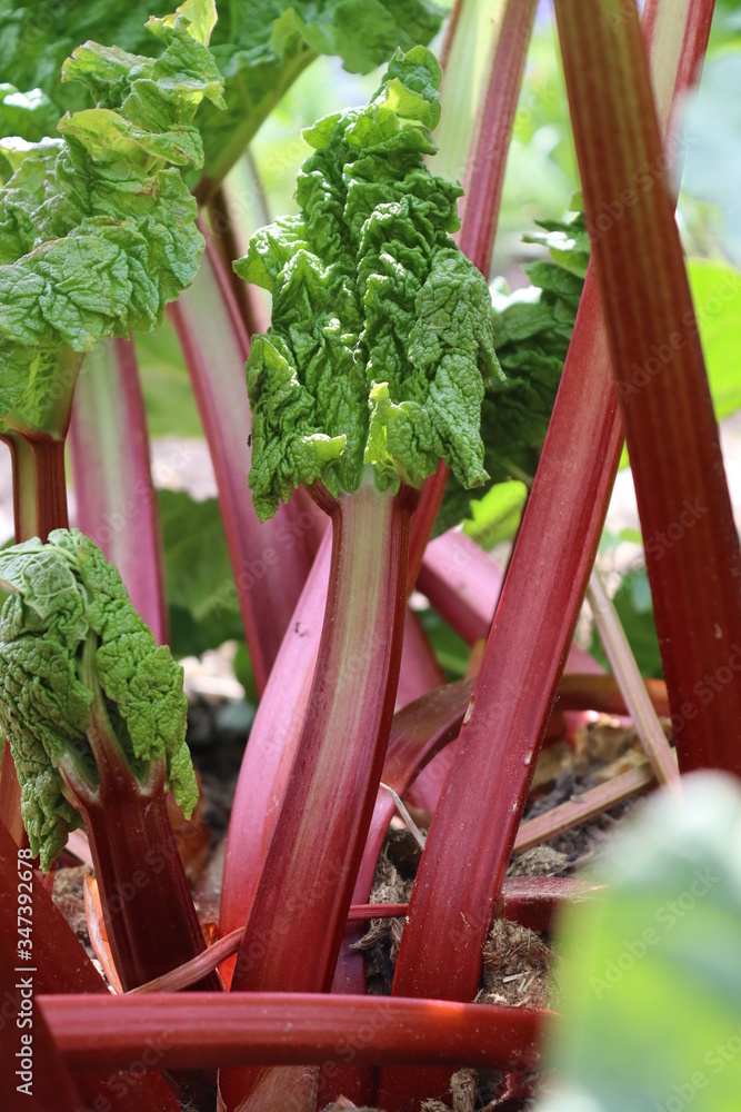 junger Rhababer Stock Photo | Adobe Stock