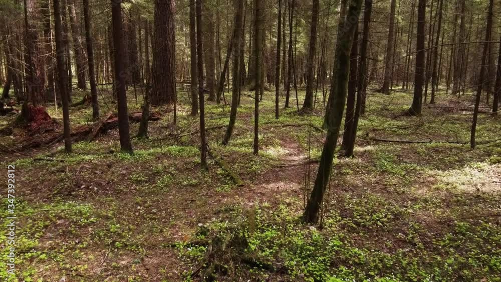 beautiful spring forest. with fresh grass and blooming flowers beautiful spring forest. with fresh grass and blooming flowers