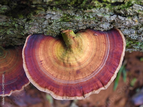 Bracket Fungi: Mushrooms on tree trunk