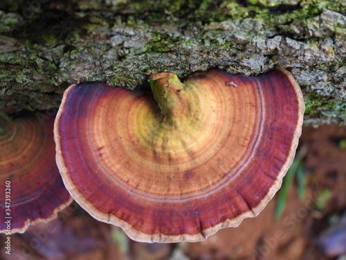 Bracket Fungi: Mushrooms on tree trunk photo