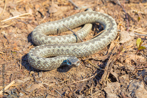 Grey viper or adder venomous snake in attacking or defencive pose rolled in knit on brown spring soil or ground pathway among old leaves, grass and branches