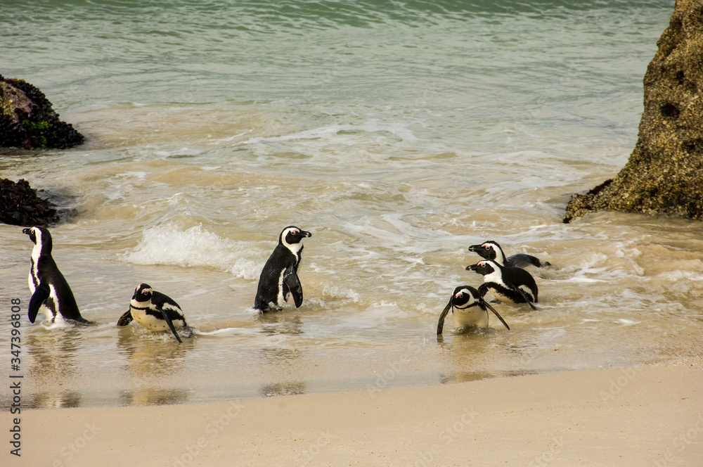 Naklejka premium cute penguins on beach 