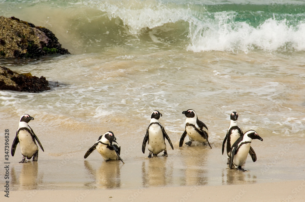 Naklejka premium penguins on the beach taking a bath