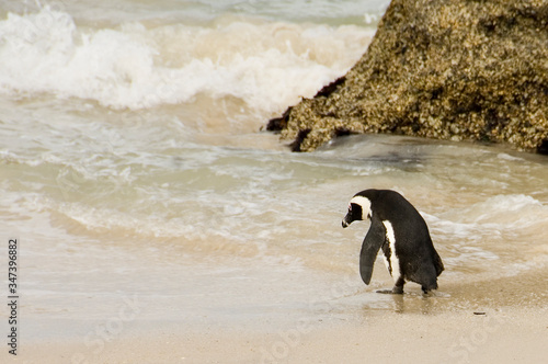 lonely penguin taking a bath