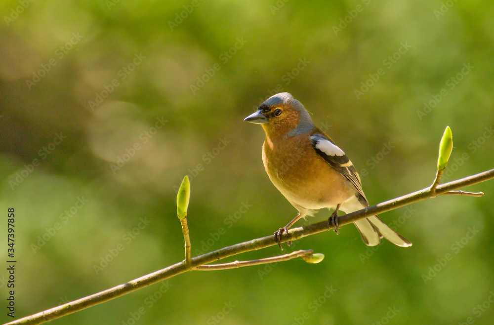 bird, natur, wild lebende tiere, robin, tier, ast, wild, baum, schnabel, bird, green