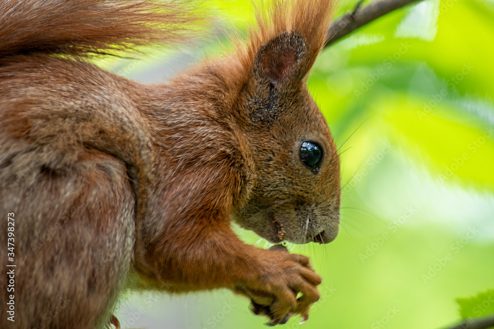 Fototapeta premium wiwiórka