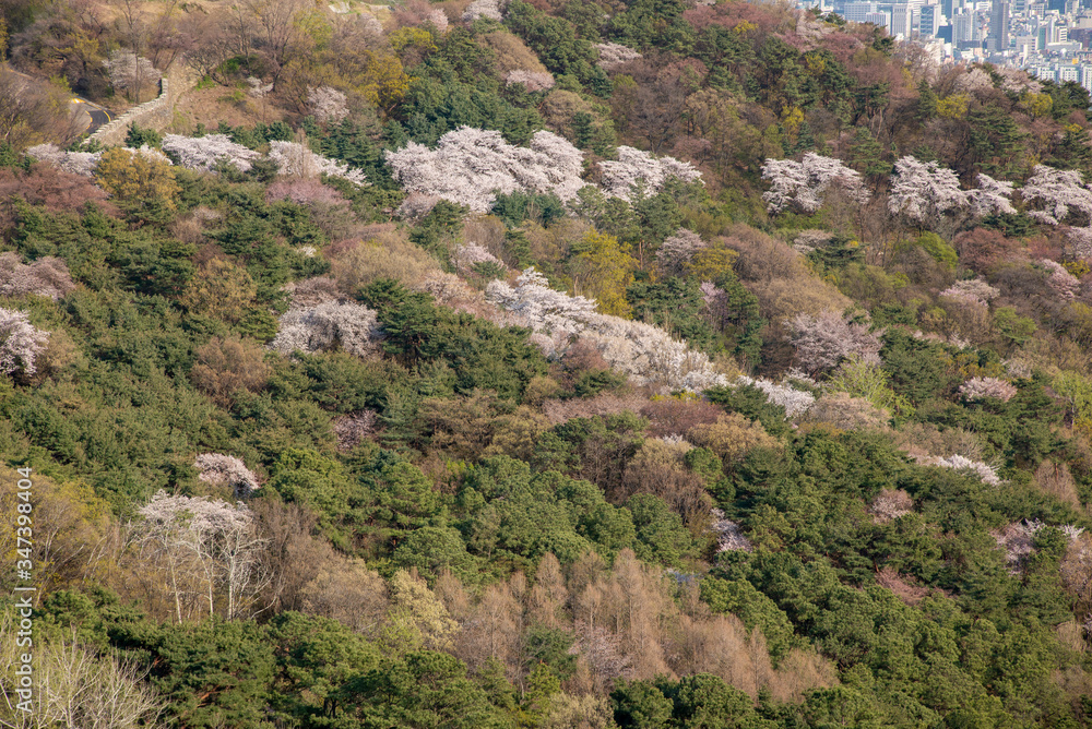 山桜のある背景素材