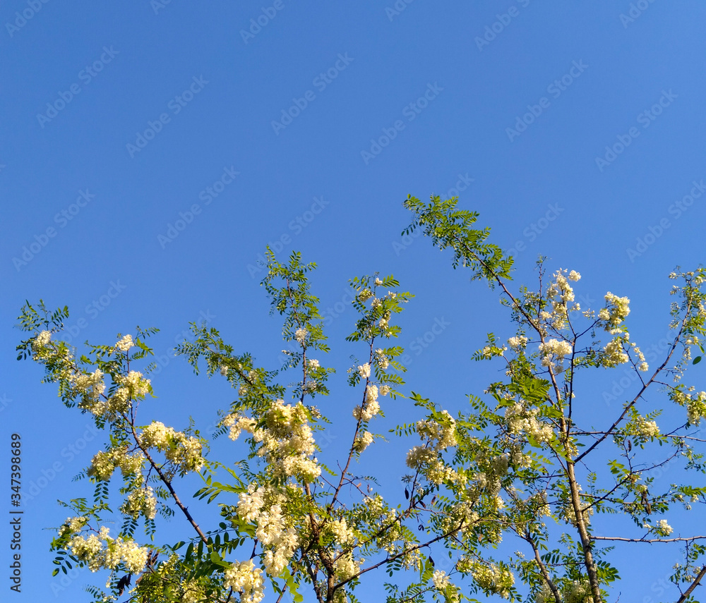 acacia tree flowers and blue sky in spring