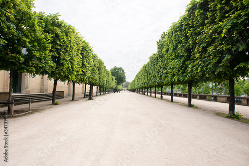 Alley with Green Trees in Tuileries garden in Paris. photo