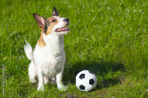 Happy dog sits on green grass, looks at the top. Pet, Funny puppy sits in front of a soccer ball, copy space