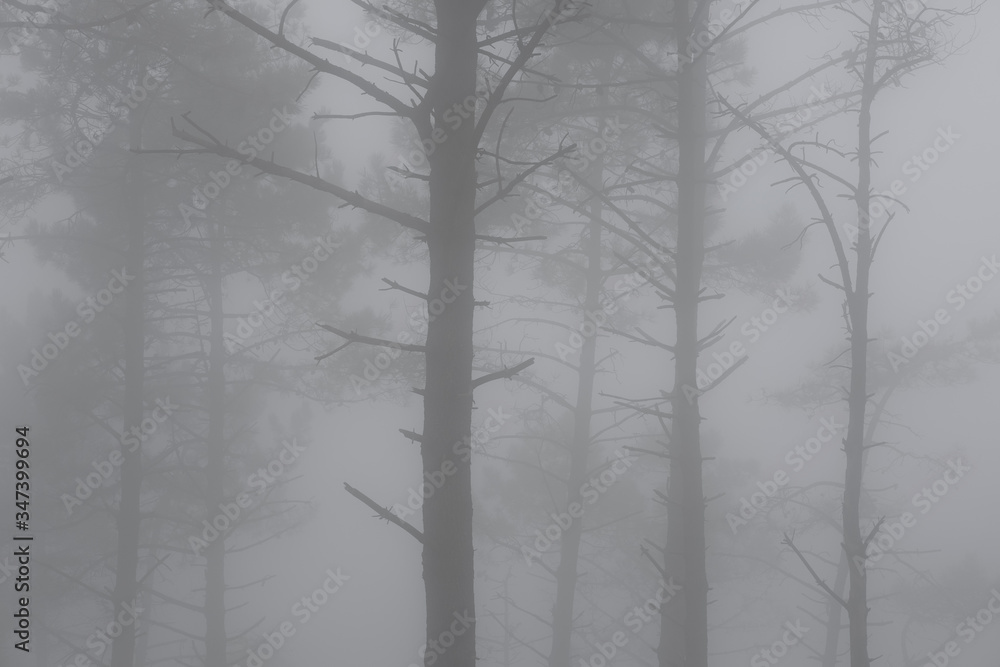 Pine trees in the mist on Mount Jaizkibel, Euskadi Pine trees in the mist on Mount Jaizkibel, Euskadi