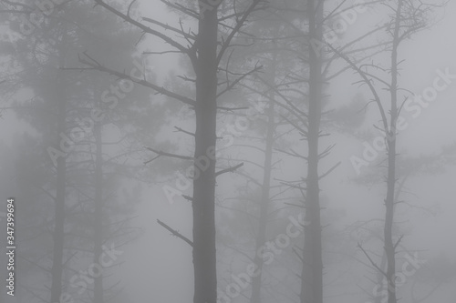 Pine trees in the mist on Mount Jaizkibel  Euskadi