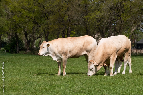 Two white Charolais beef cattle in a pasture in a dutch countryside. With the cows. Against tree background