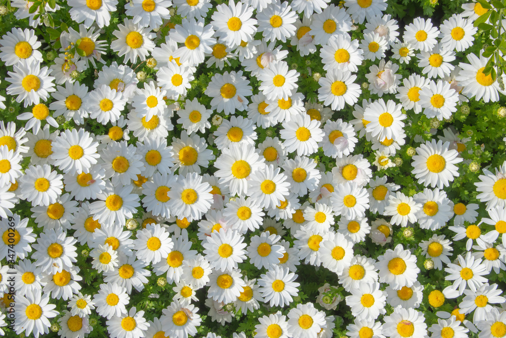 白い花のテクスチャ