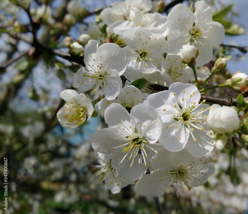 Cherry blossom in spring in may on a Sunny day. The flowering gardens, apple tree blossom